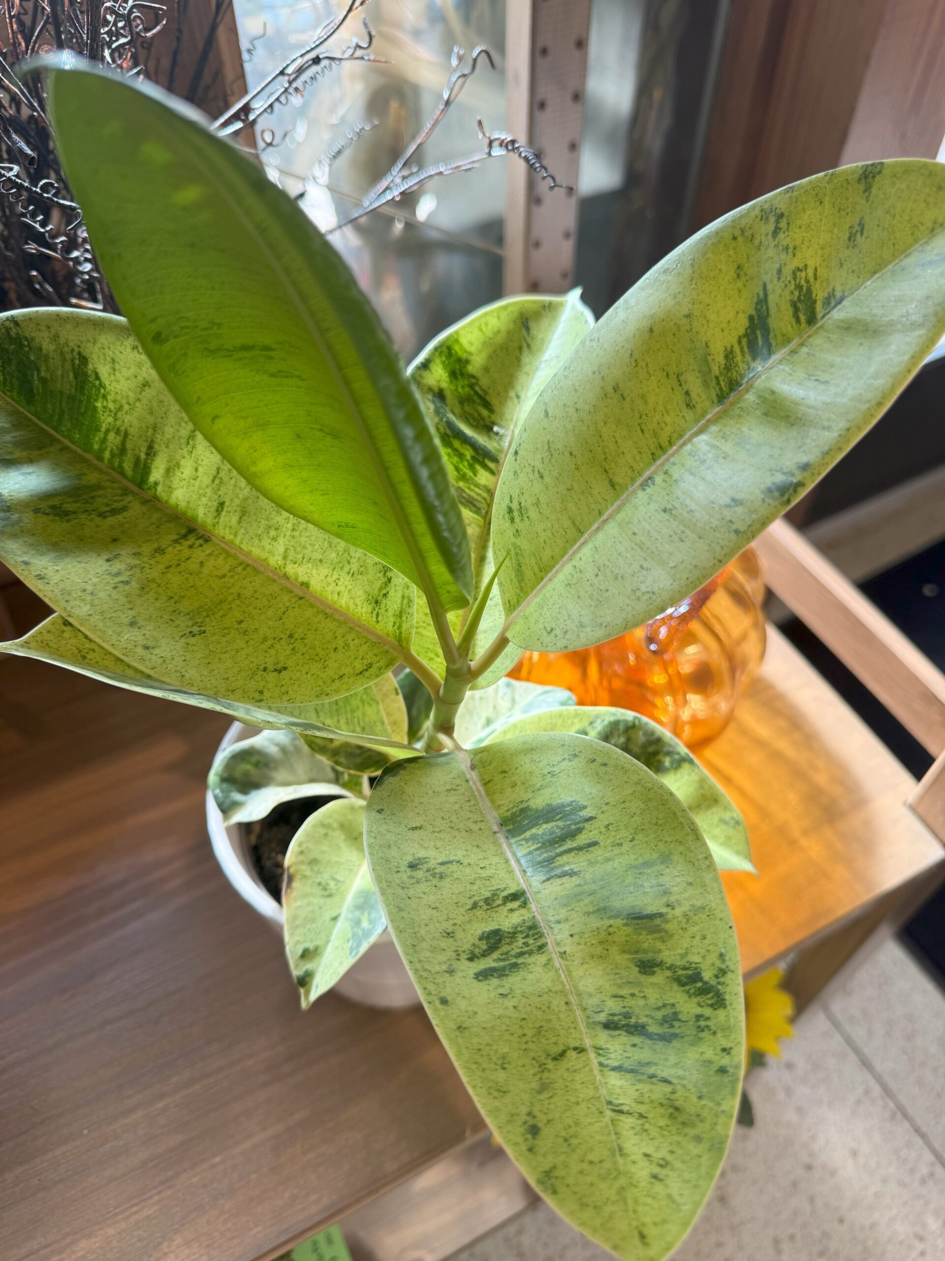 Spooky plants to celebrate Halloween