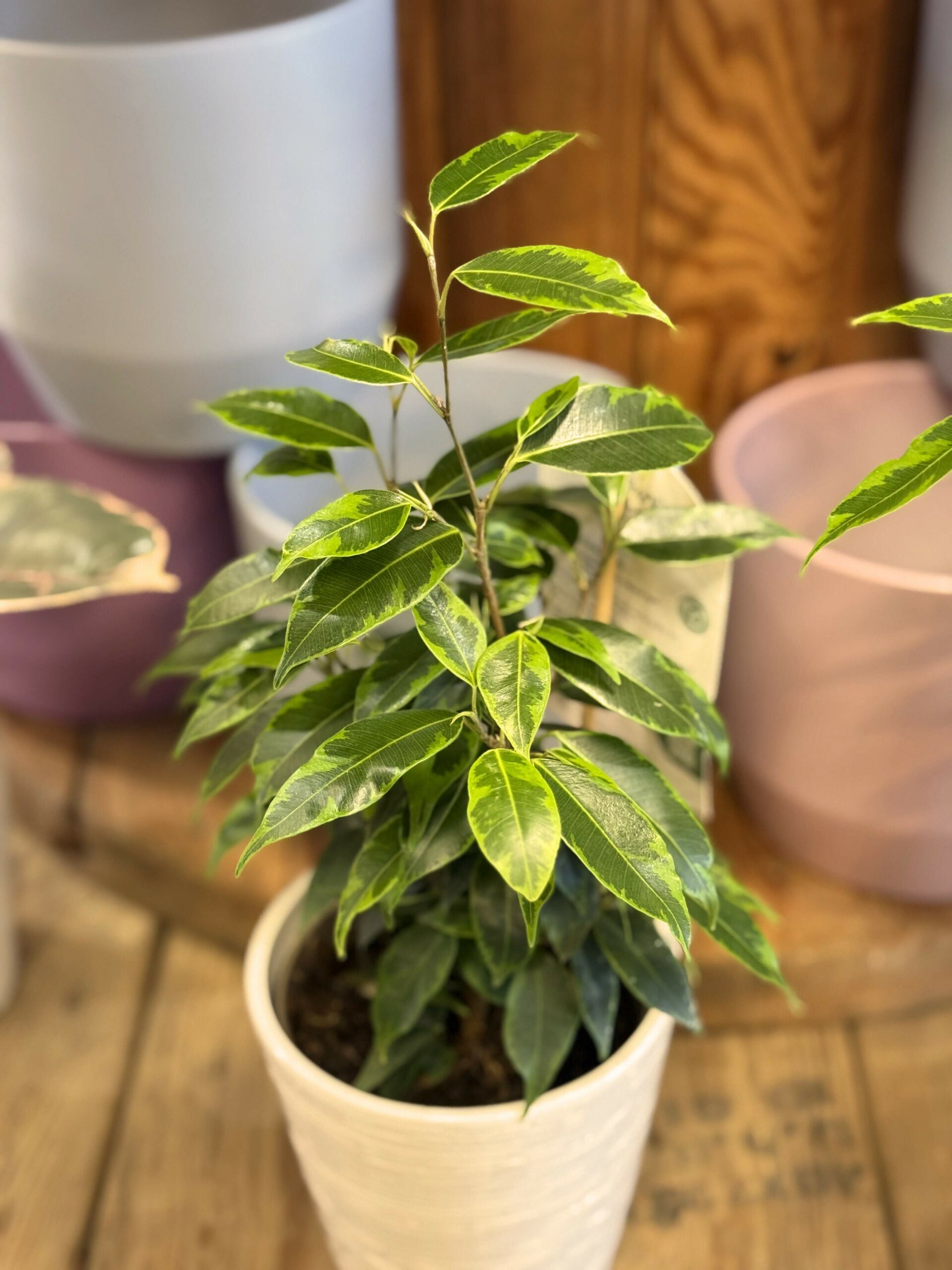 New Houseplants to start the year right