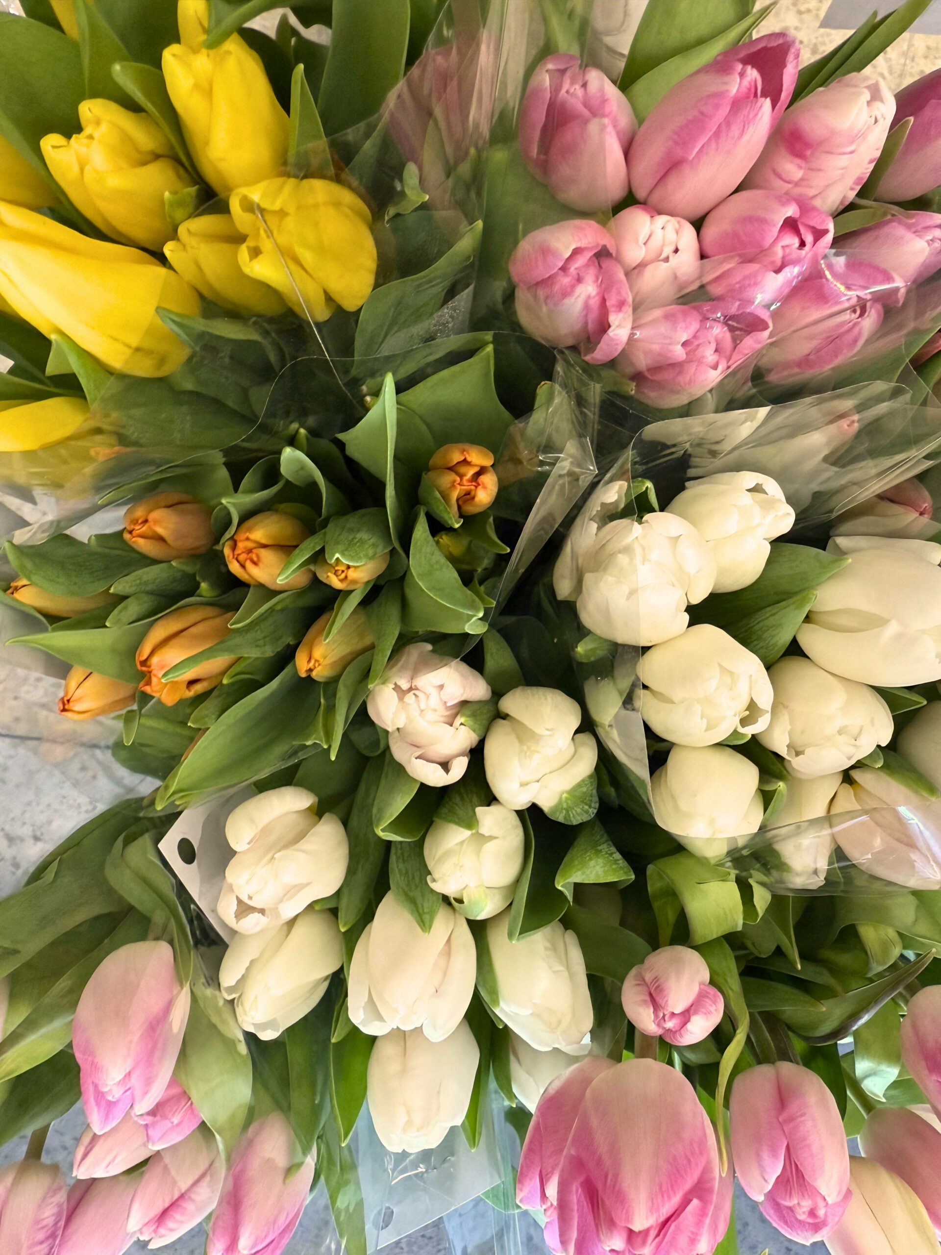 How to Care for Cut Tulips