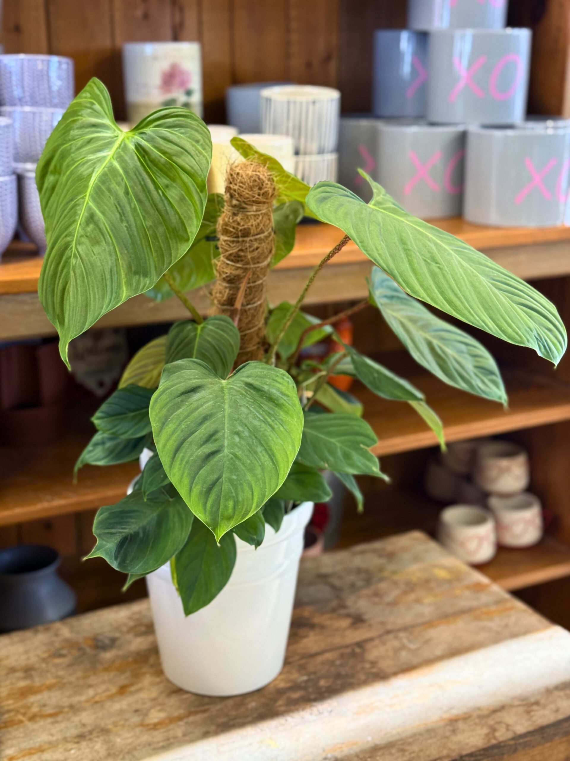 Easiest Houseplants to Care for