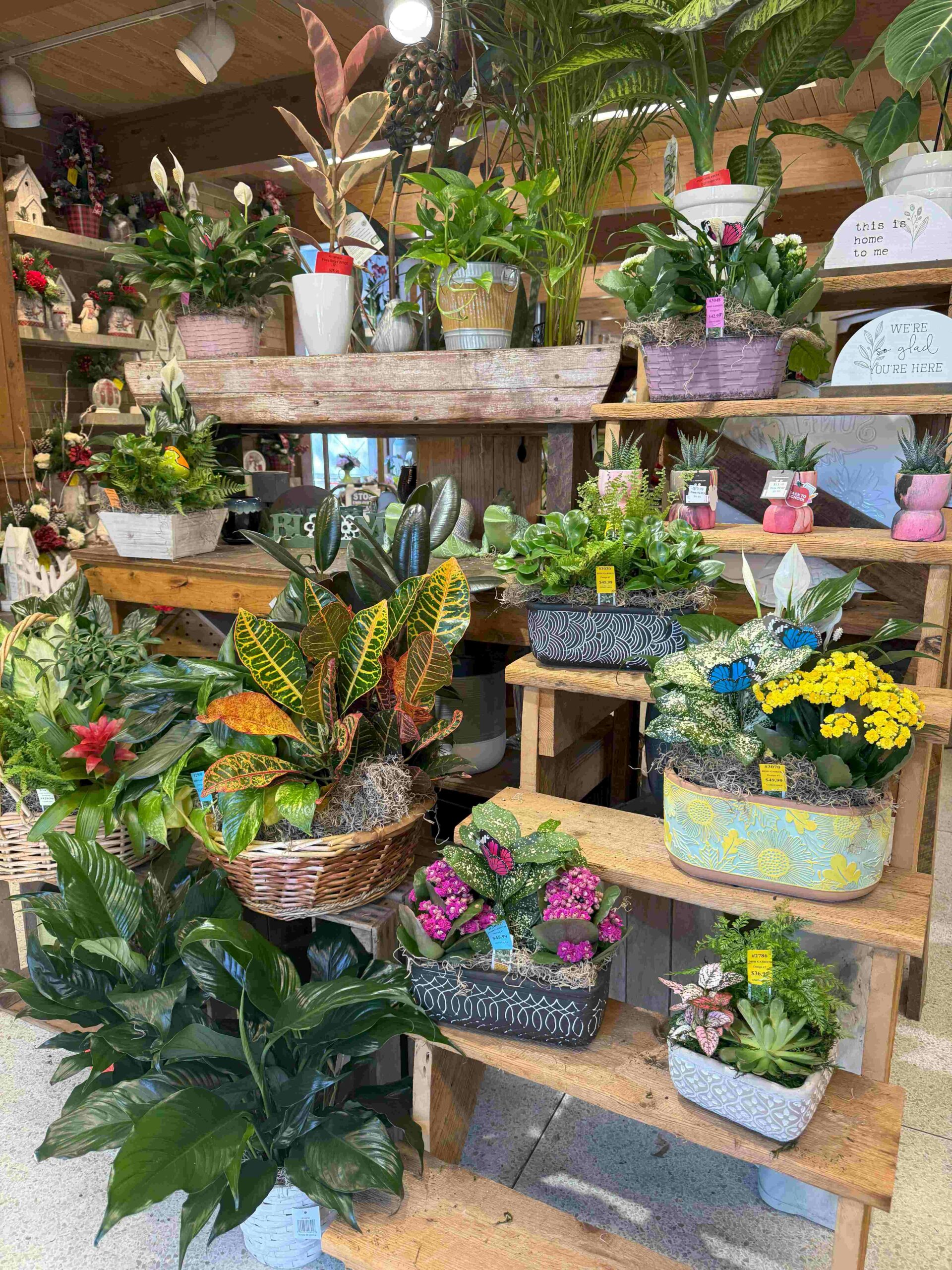 Best Practices for Caring for Houseplants