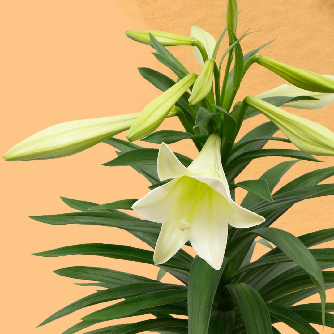 Easter flowers – their meanings and history