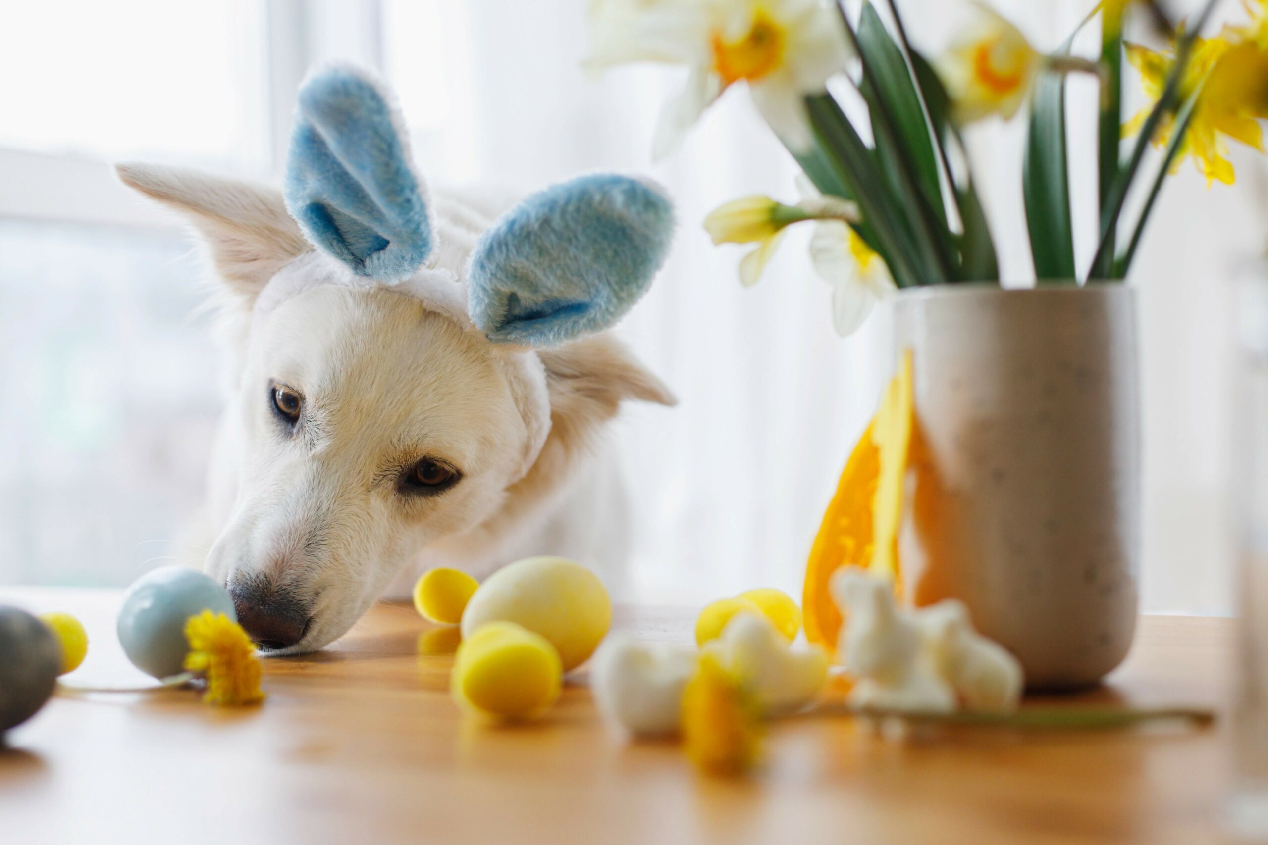 Easter Pet Safety