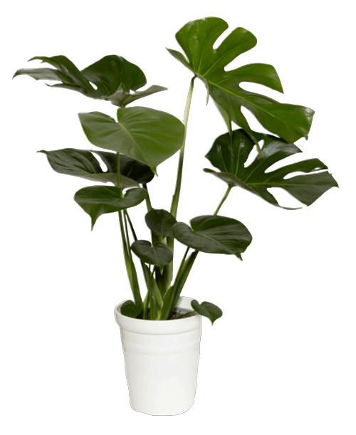 Caring for Houseplants in the Summer