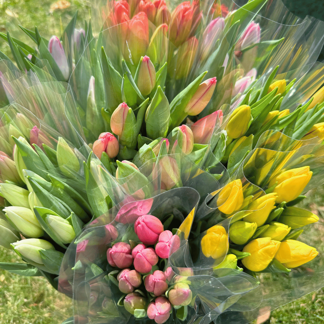Experience Fresh Tulips from New Jersey