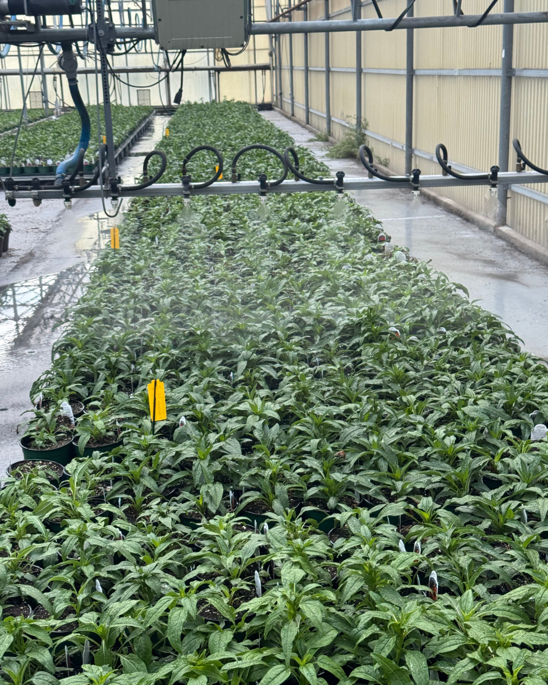 Where Our Plants Begin: A Visit to Our Growers